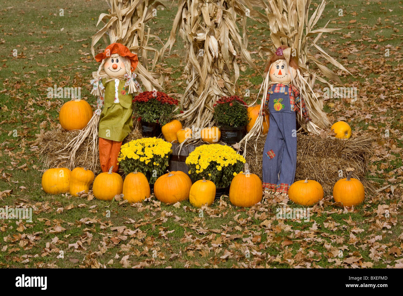 Halloween Display Minnesota Kürbis Vogelscheuche Mais Mais Stockfoto