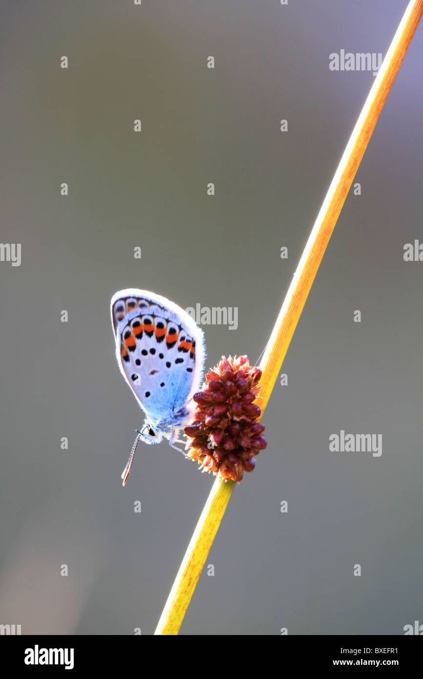 Schmetterling "Plebejus Argus', Estrela Naturpark, Portugal Stockfoto