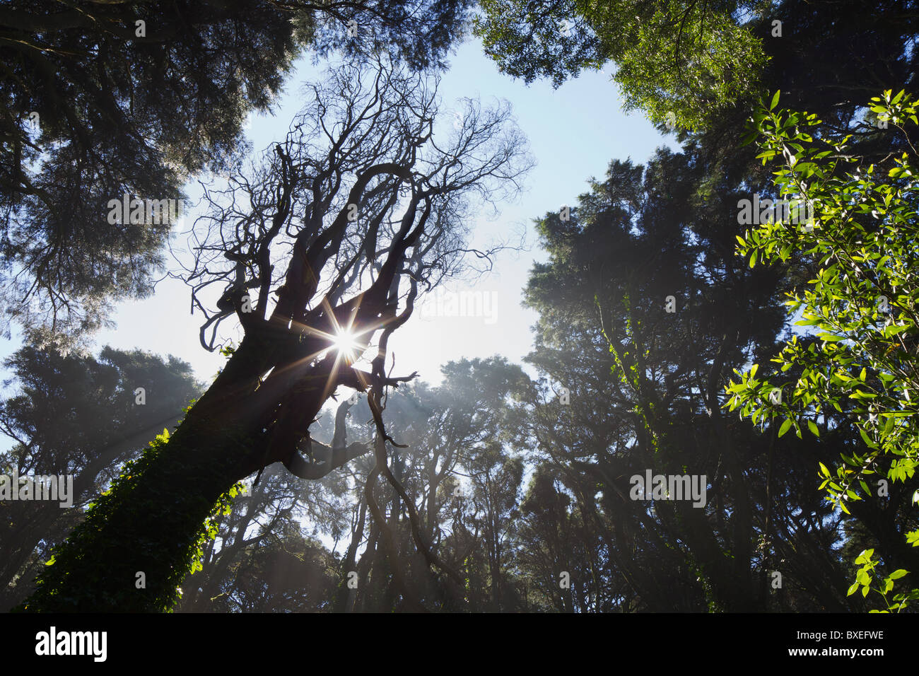 Niedrige Blick auf Rückseite beleuchteten Baum auf Frühling, Wald von Sintra, Portugal Stockfoto