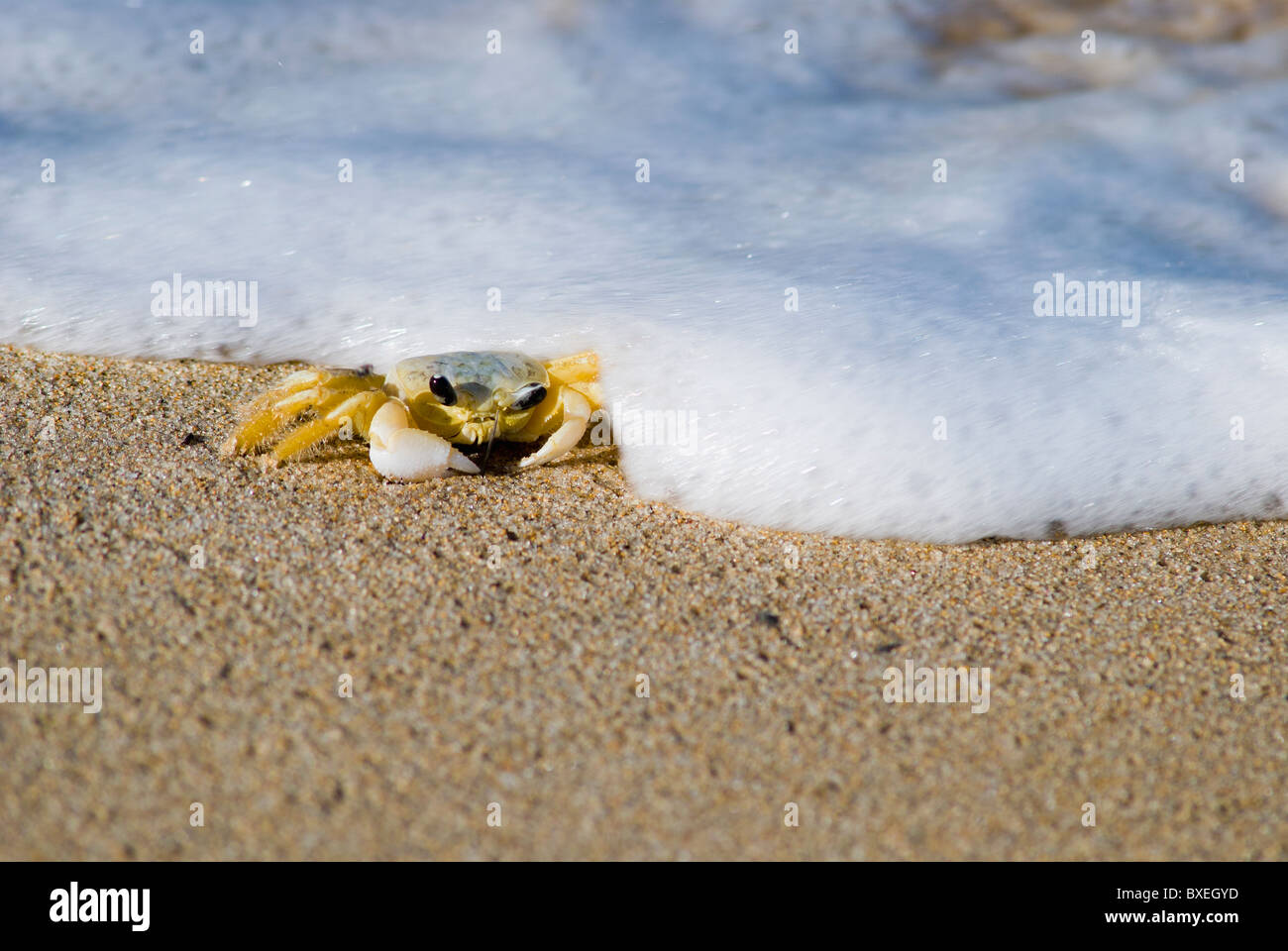 Krabben am Strand Stockfoto