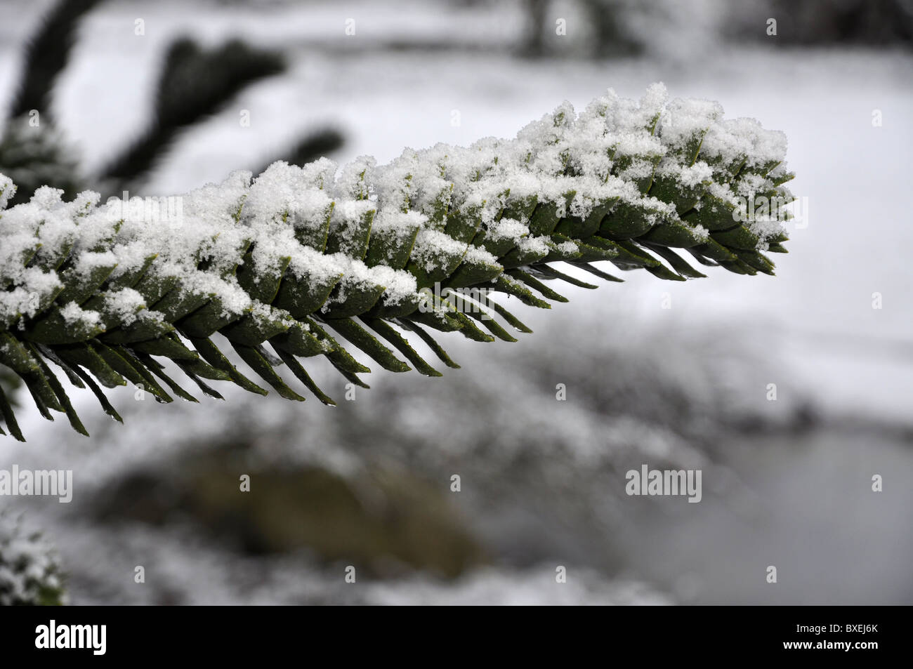 Araucaria Araucana im Winterschnee Stockfoto