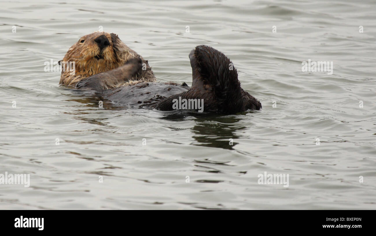 Eine Erinnerung an einen vergangenen Fehler Seeotter. Stockfoto