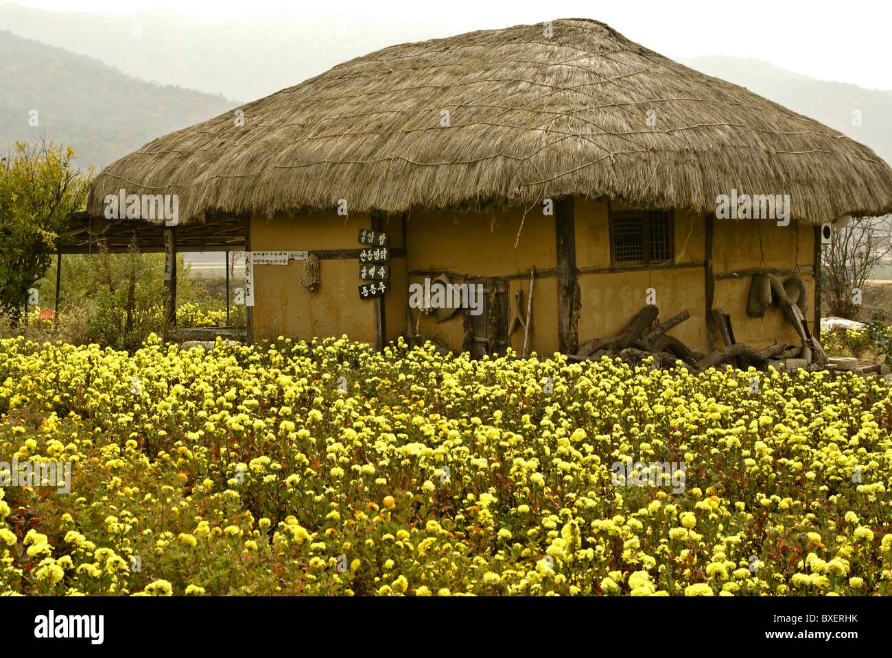 Reetgedeckten Haus und Ringelblumen, Hahoe Folk Village, South Korea Stockfoto
