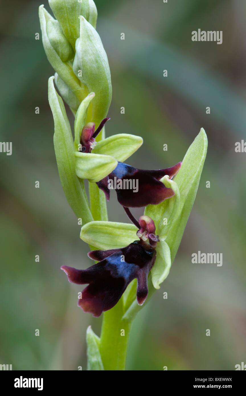 Fliegen Sie (Ophrys Insectifera) Orchidee Blume Stockfoto