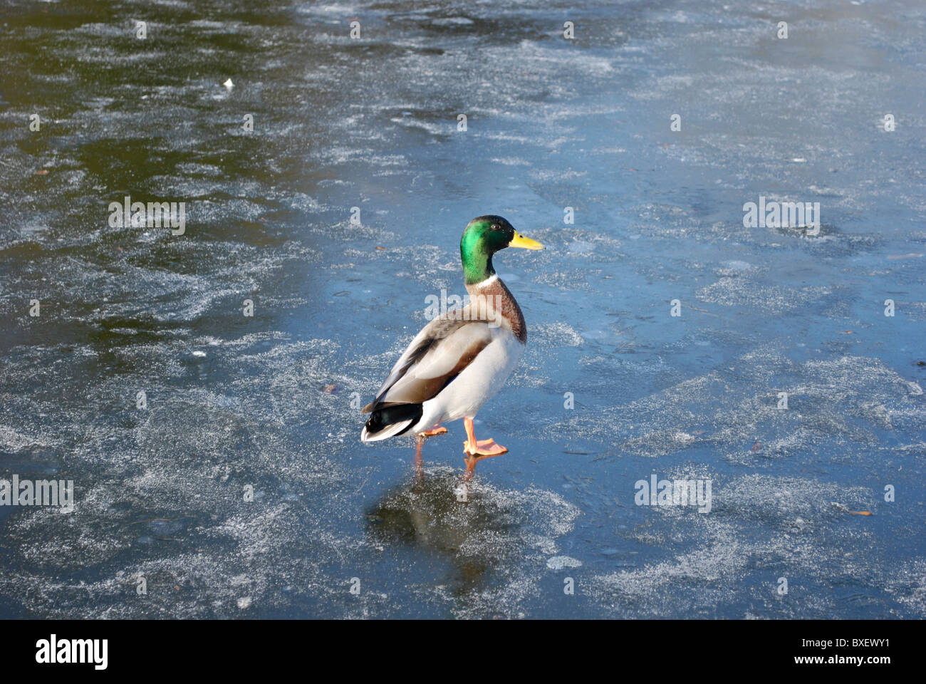Ente auf gefrorenem Wasser Stockfoto