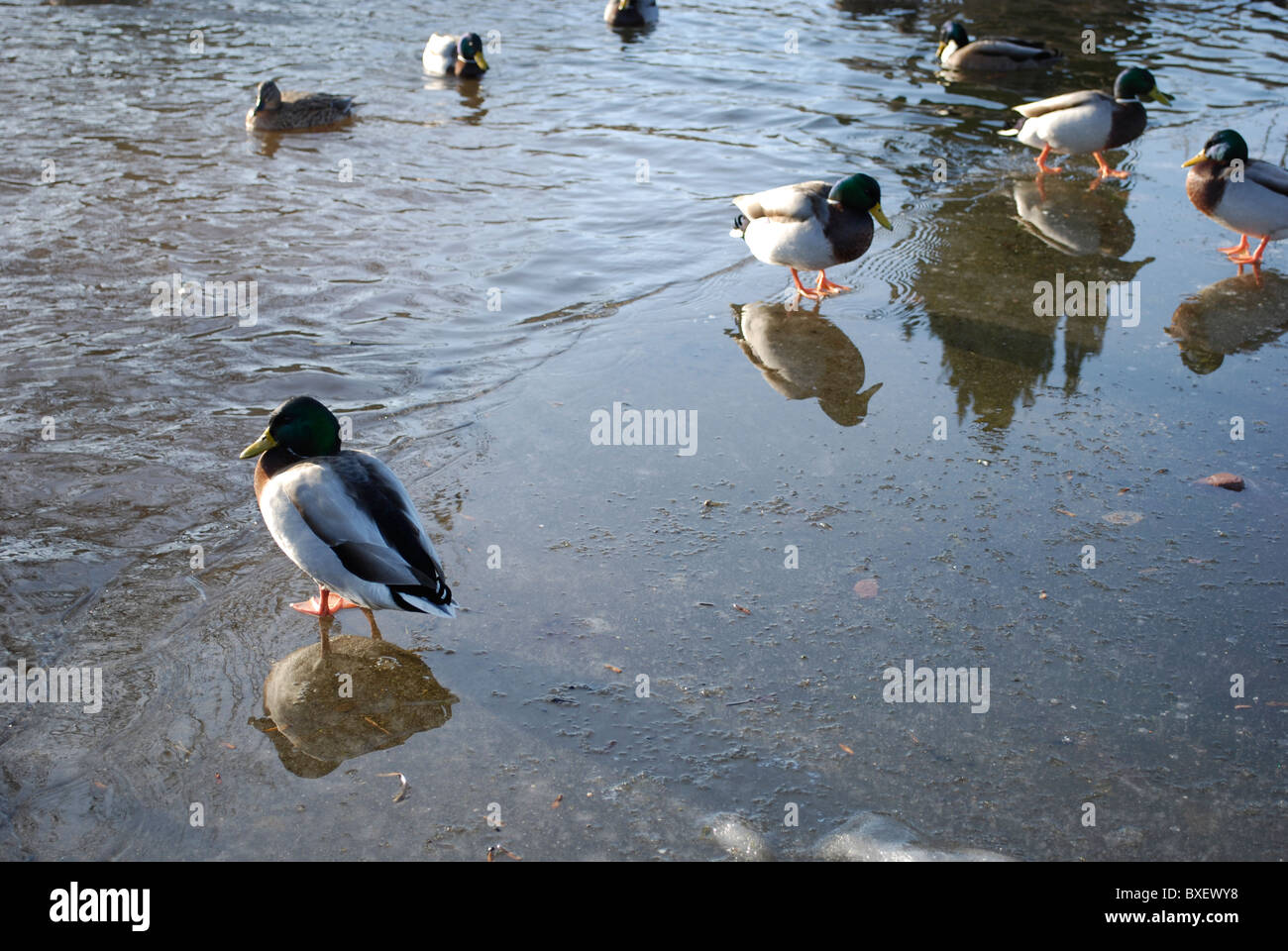 Ente auf gefrorenem Wasser Stockfoto