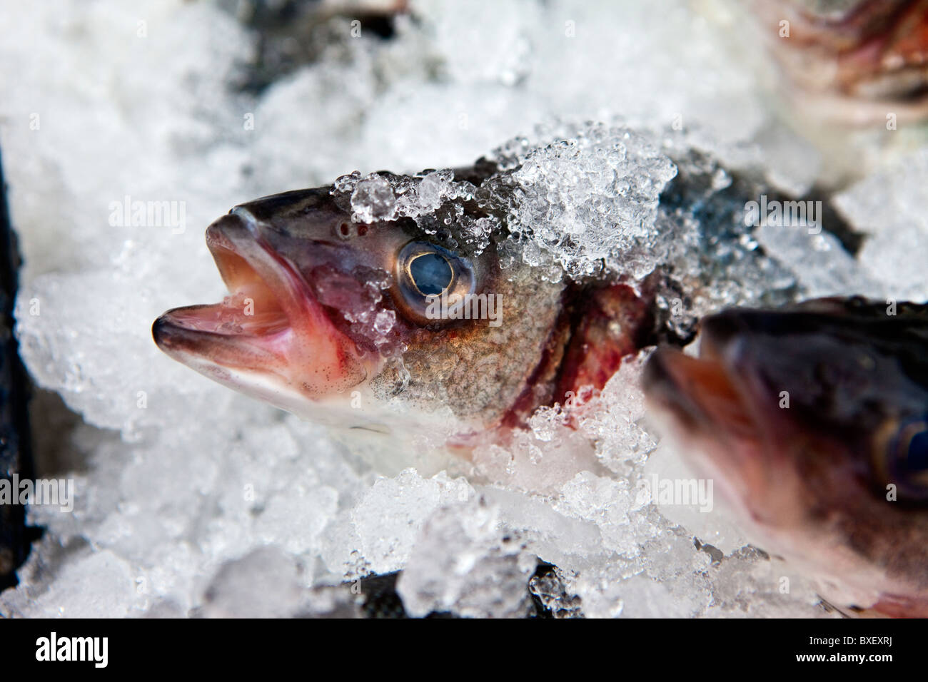Frische Makrelen im Eis Stockfoto