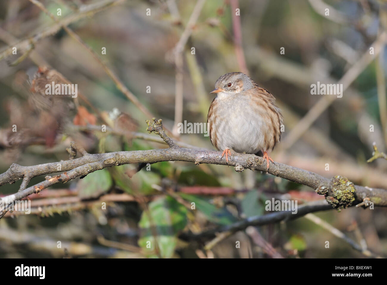 Heckenbraunelle beobachtet - Hedge beobachtet - Hedge-Spatz (Prunella Modularis) thront auf einem Ast im winter Stockfoto