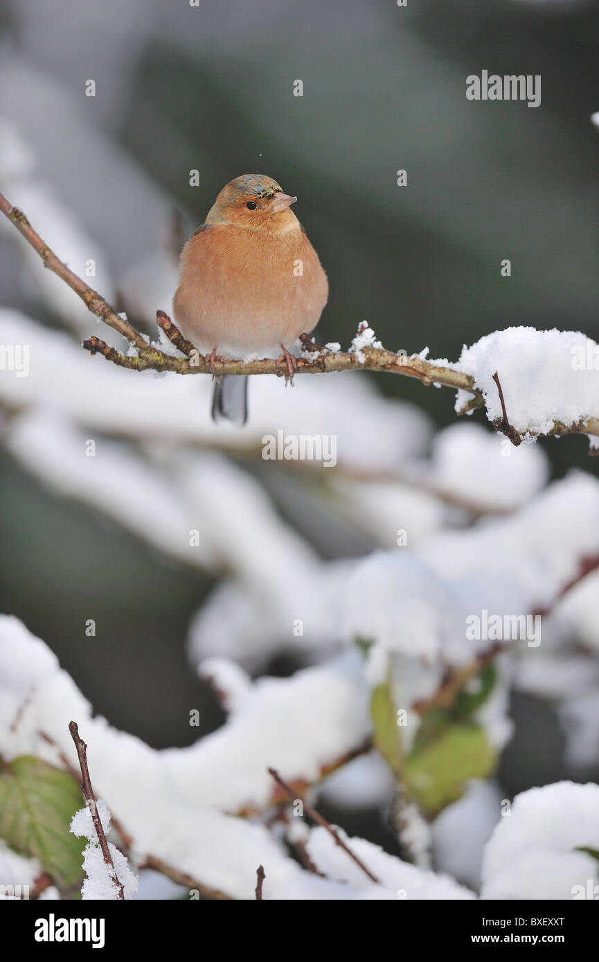 Europäische Buchfink - gemeinsame Buchfinken (Fringilla Coelebs) männlichen Zweig mit Schnee im winter Stockfoto