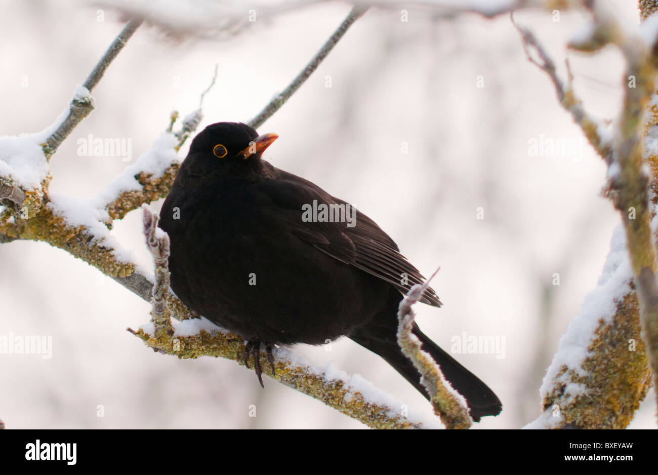 Männliche Amsel thront auf Schnee bedeckten Ast Stockfoto