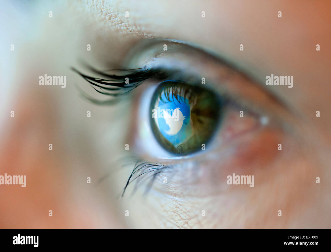 Reflexion im Auge des Logos von Twitter-Blogging-website Stockfoto