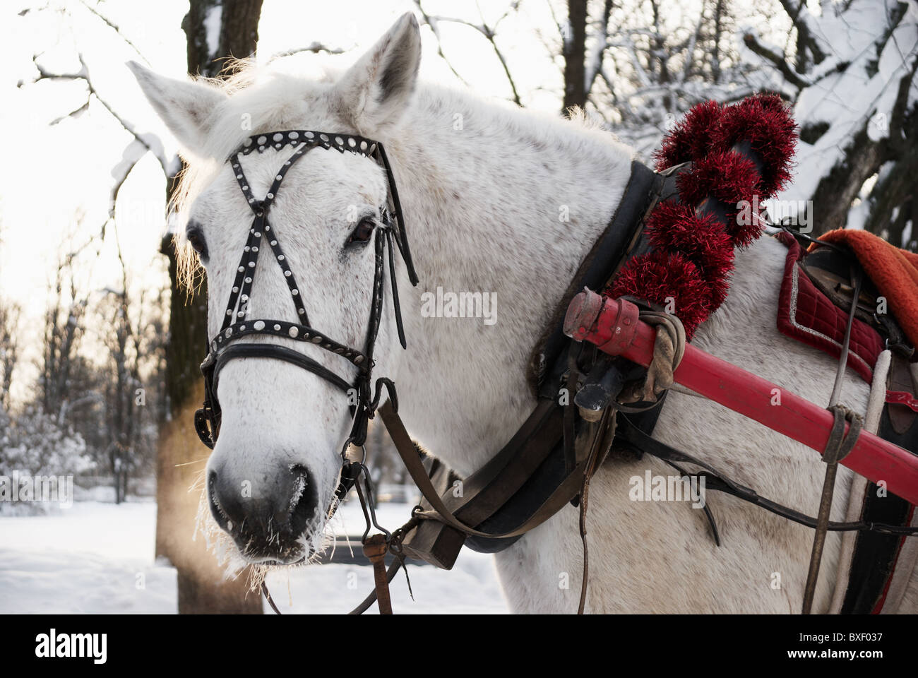 Weißes Pferd in einem schönen Team im winter Stockfoto