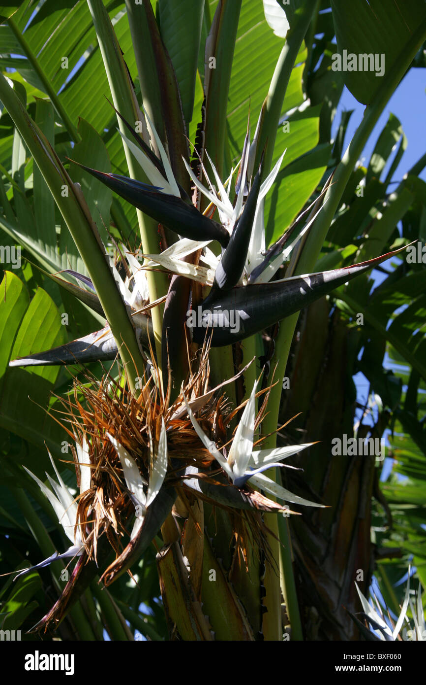 Weiße Paradiesvogelblume, Strelitzia Alba, Strelitziaceae. Western Cape, Südafrika. Stockfoto