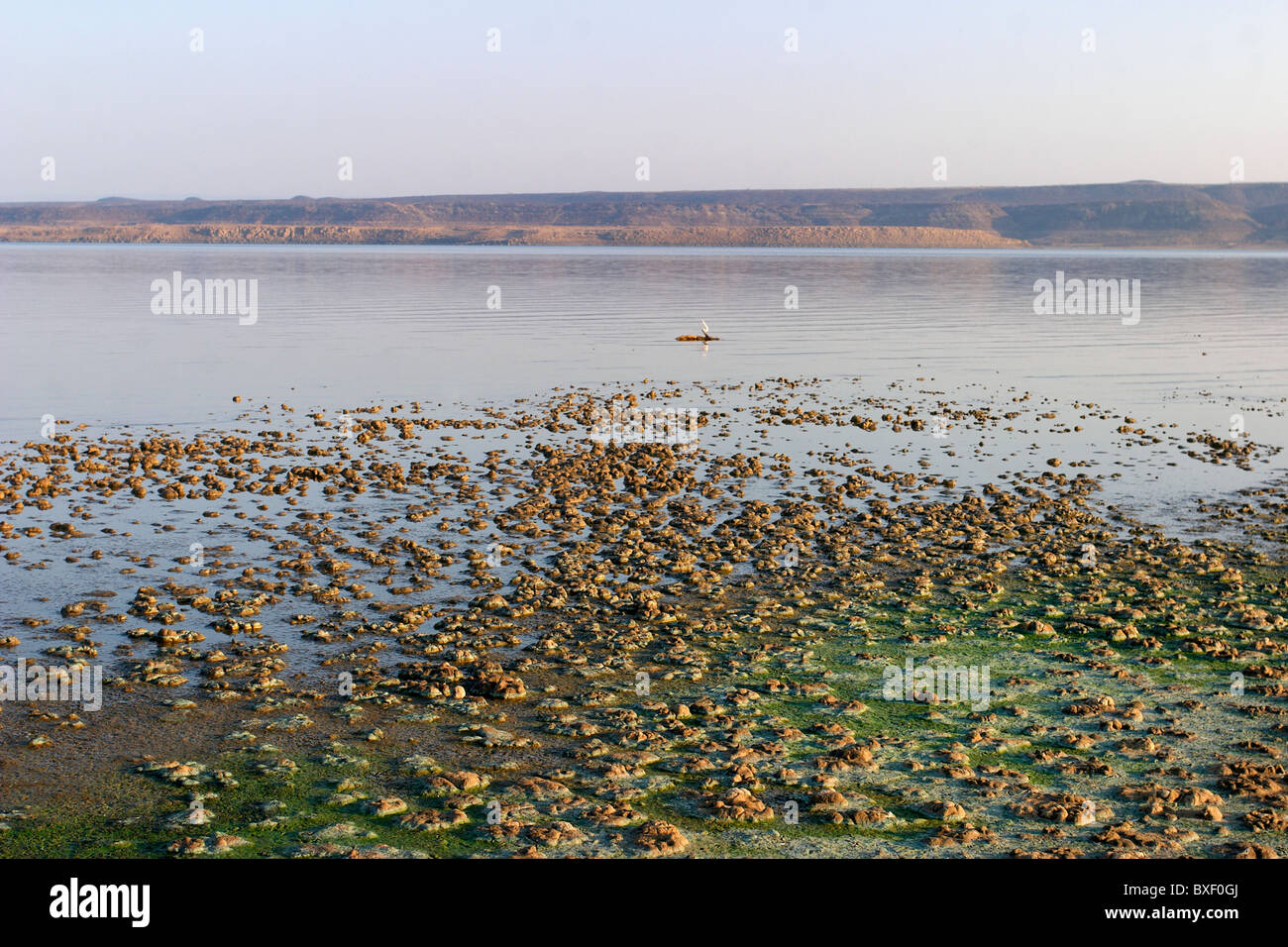 Getrocknet, Ufer des Lac Abbe zeigt grüne Algen, Dschibuti, Afrika Stockfoto