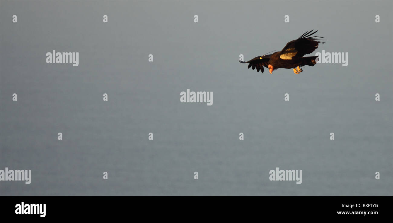 Kalifornien-Kondor, Scannen den Boden nach Nahrung. Stockfoto