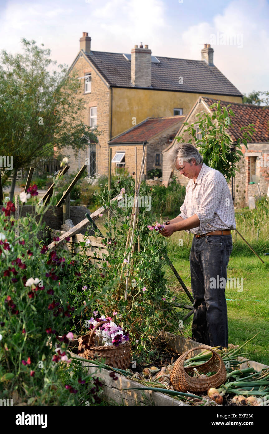 Ein Mann nimmt Sweet Pea Blumen wachsen auf einem Hochbeet in einen englischen Garten gemeinsamen Bauernhof Blumen UK Stockfoto
