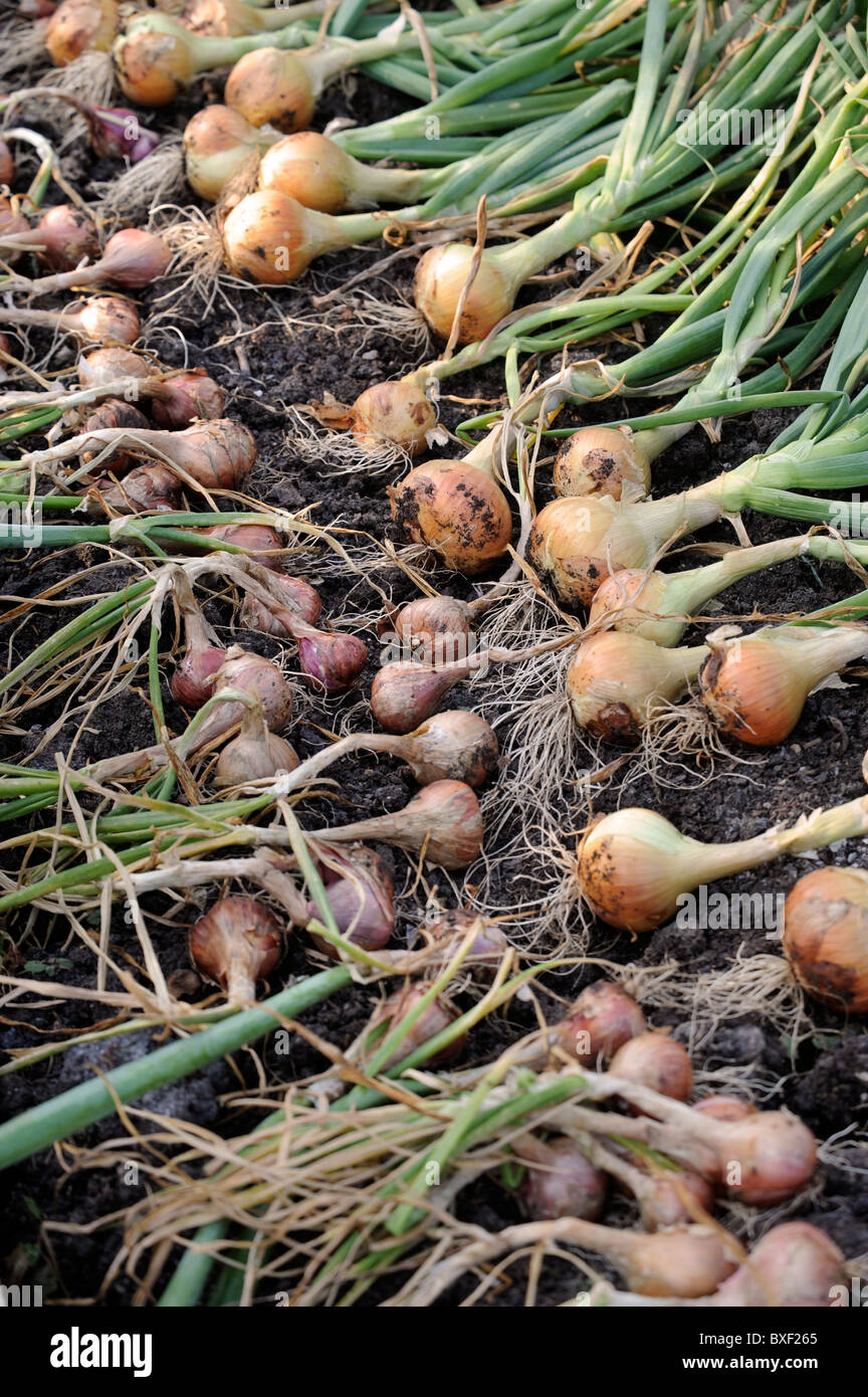 Eine Ernte von frisch gezapftes Zwiebeln aus einem Hochbeet in einen englischen Garten UK Stockfoto