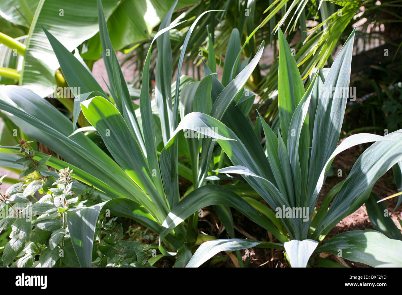 Zwei Beschorneria Yuccoides in Sonne Stockfoto