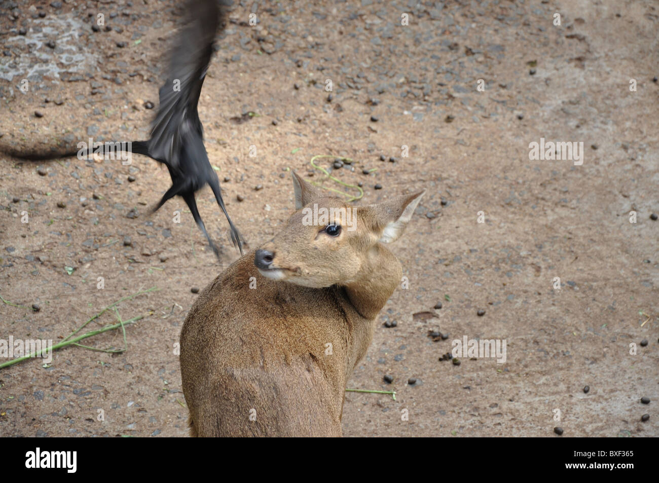 Hirsch und Vogel in Trivandrum Zoo Kerala Indien Stockfoto