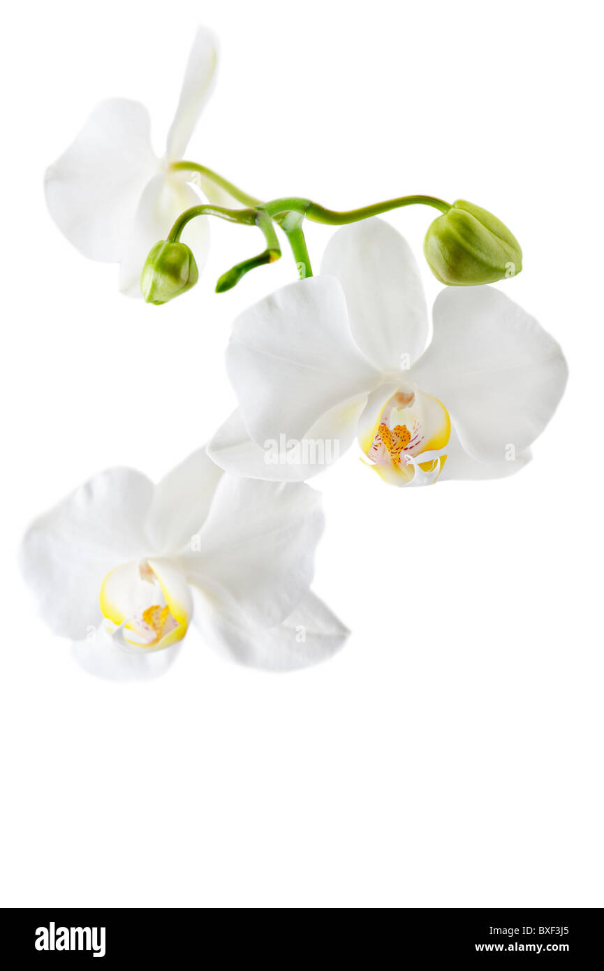 Blühende weiße Orchidee Pflanze isoliert auf weißem Hintergrund. Sdof Stockfoto