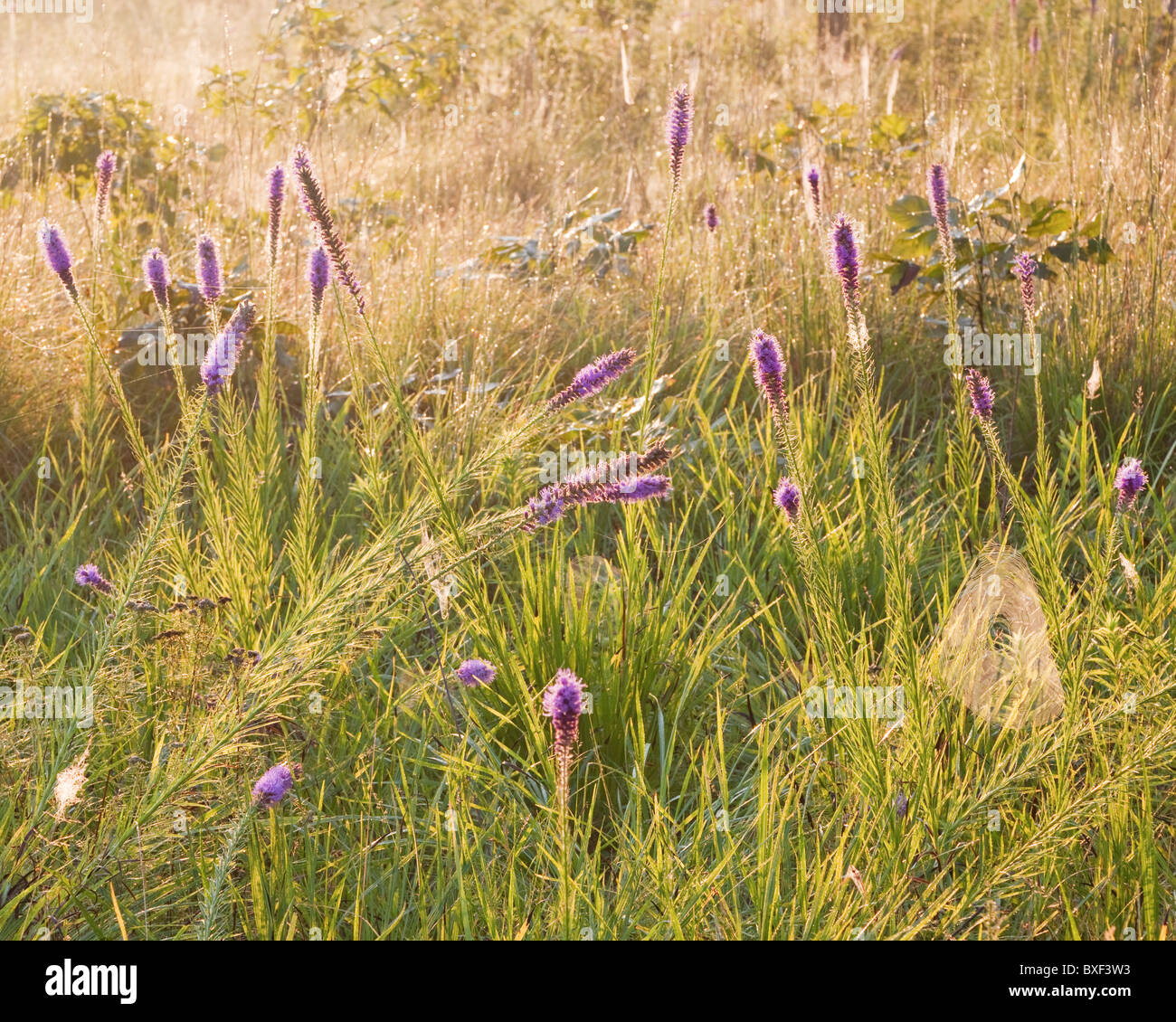 Blühende Prärie Blazing Star an einem dunstigen Sommermorgen, Prairie Garten Vertrauen, Callaway County, Missouri, USA Stockfoto