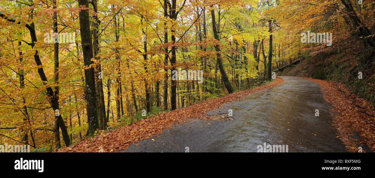 Panoramablick über die Straße zwischen einem Buchenwald auf dem Herbst Farbe Höhepunkt, Albergaria Wood, Geres Nationalpark, Portugal Stockfoto