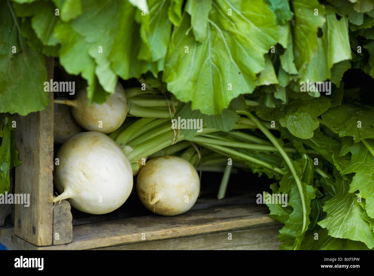 Radieschen in Kiste Stockfoto