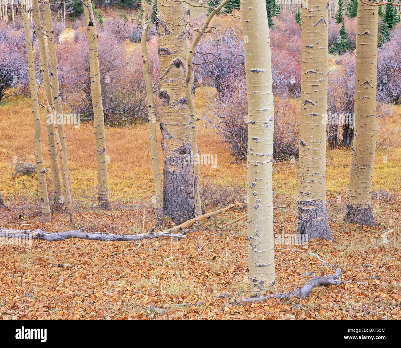Herbstliche Wald Boden und Aspen Boles, Boulder Mountain, Dixie National Forest, Utah, USA Stockfoto