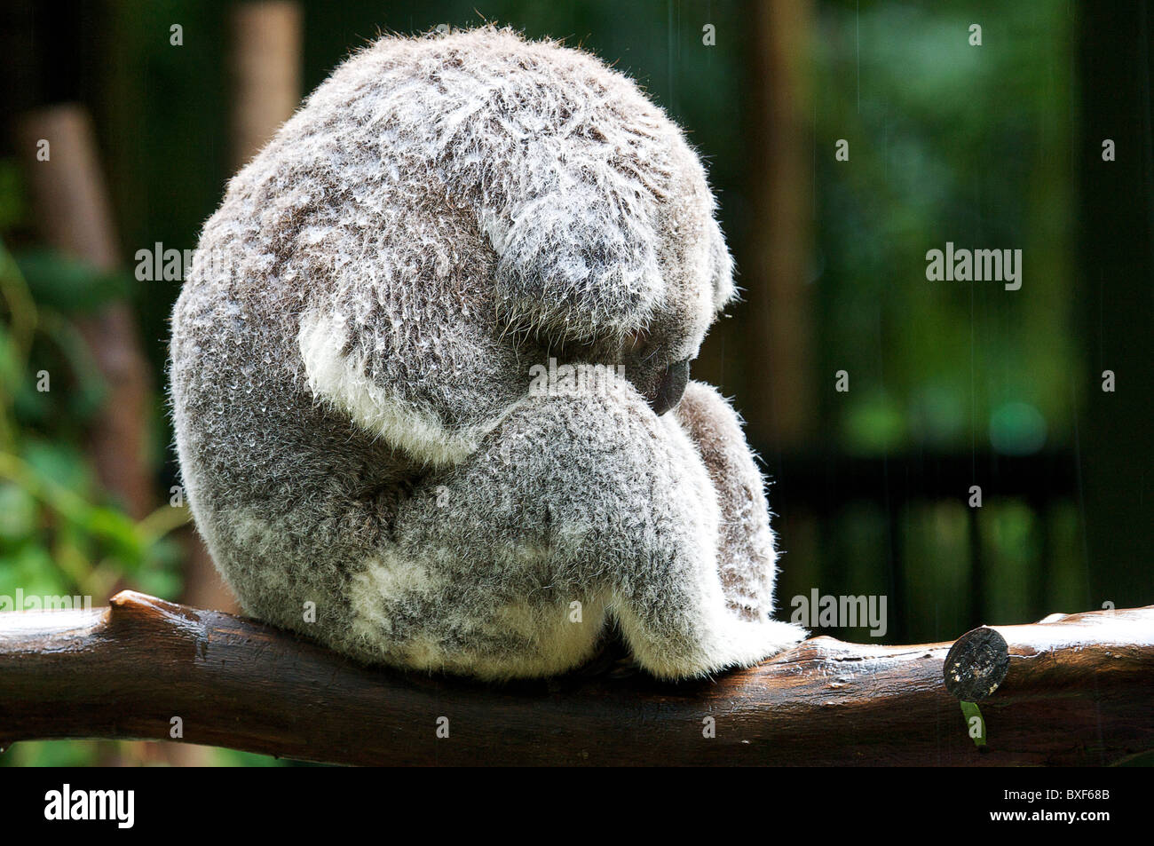 Ein sehr nasser Koala schläft unter der Regendusche. Stockfoto