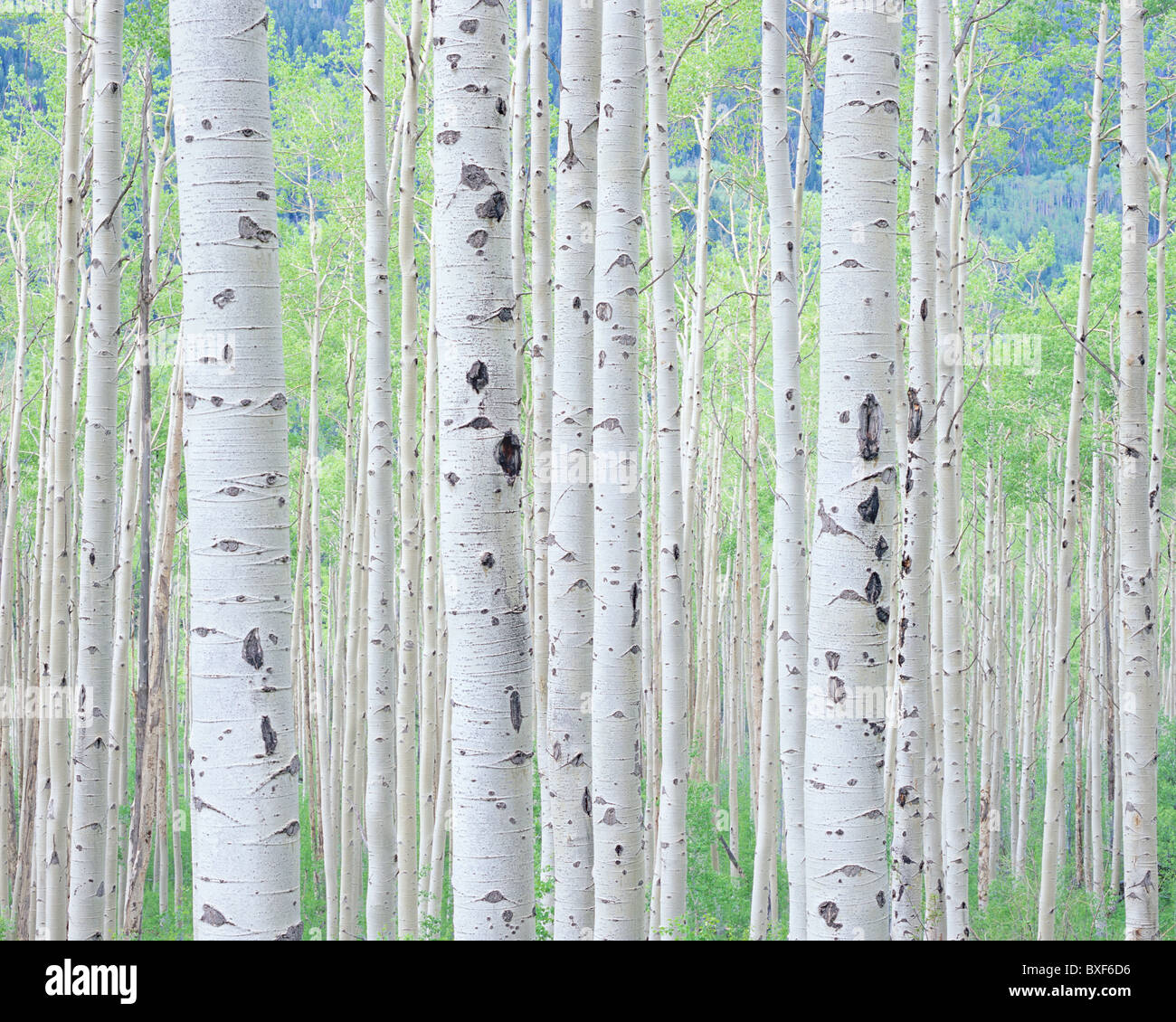 Frühling Espen Hain in der Nähe von Aspen, Colorado, White River National Forest, USA Stockfoto