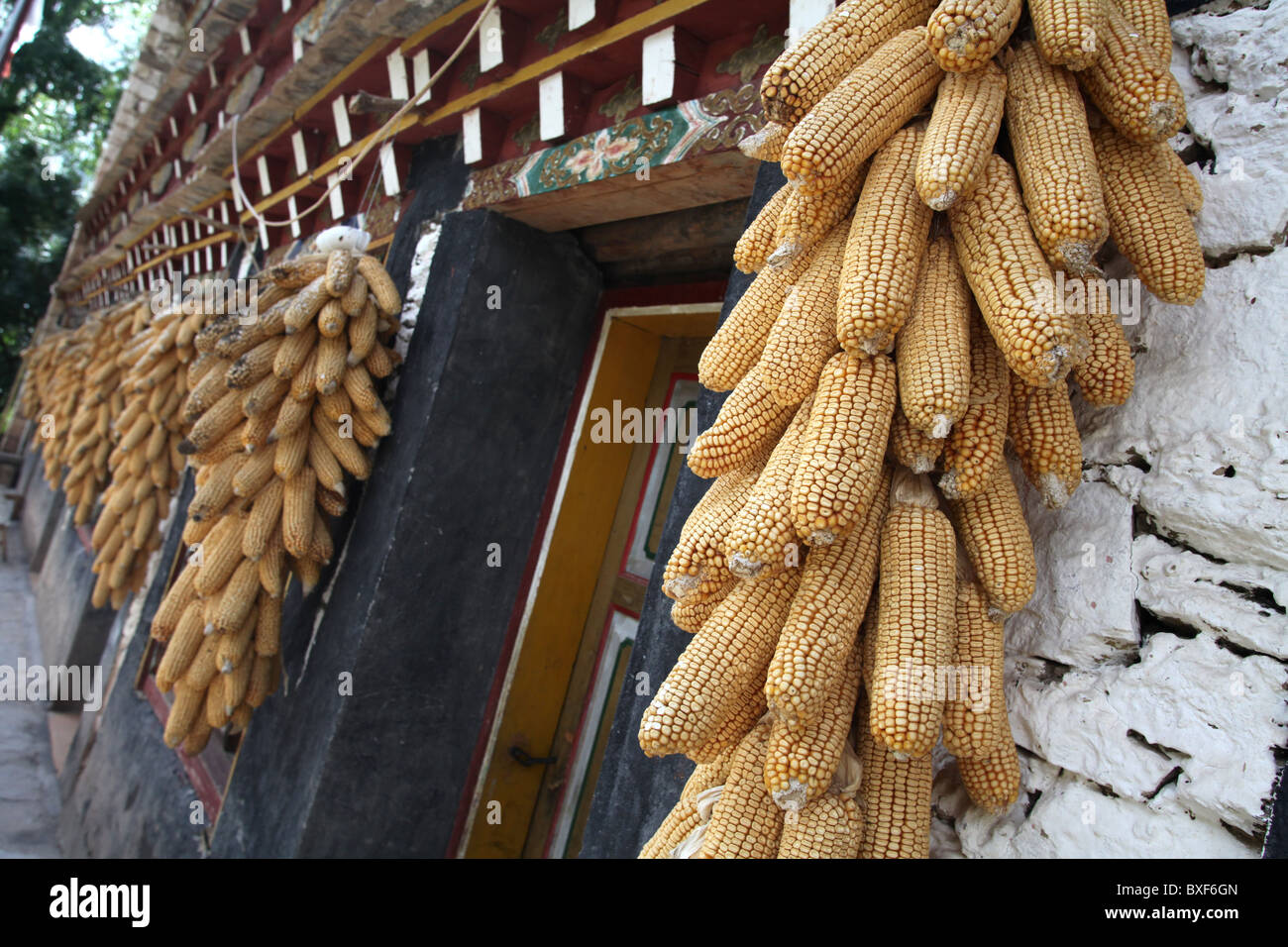 Mais hängt zum Trocknen auf einem traditionellen tibetischen Stilhaus im Dorf Zhonglu, in der Nähe von Porvince Danba, Sichuan, China. Stockfoto