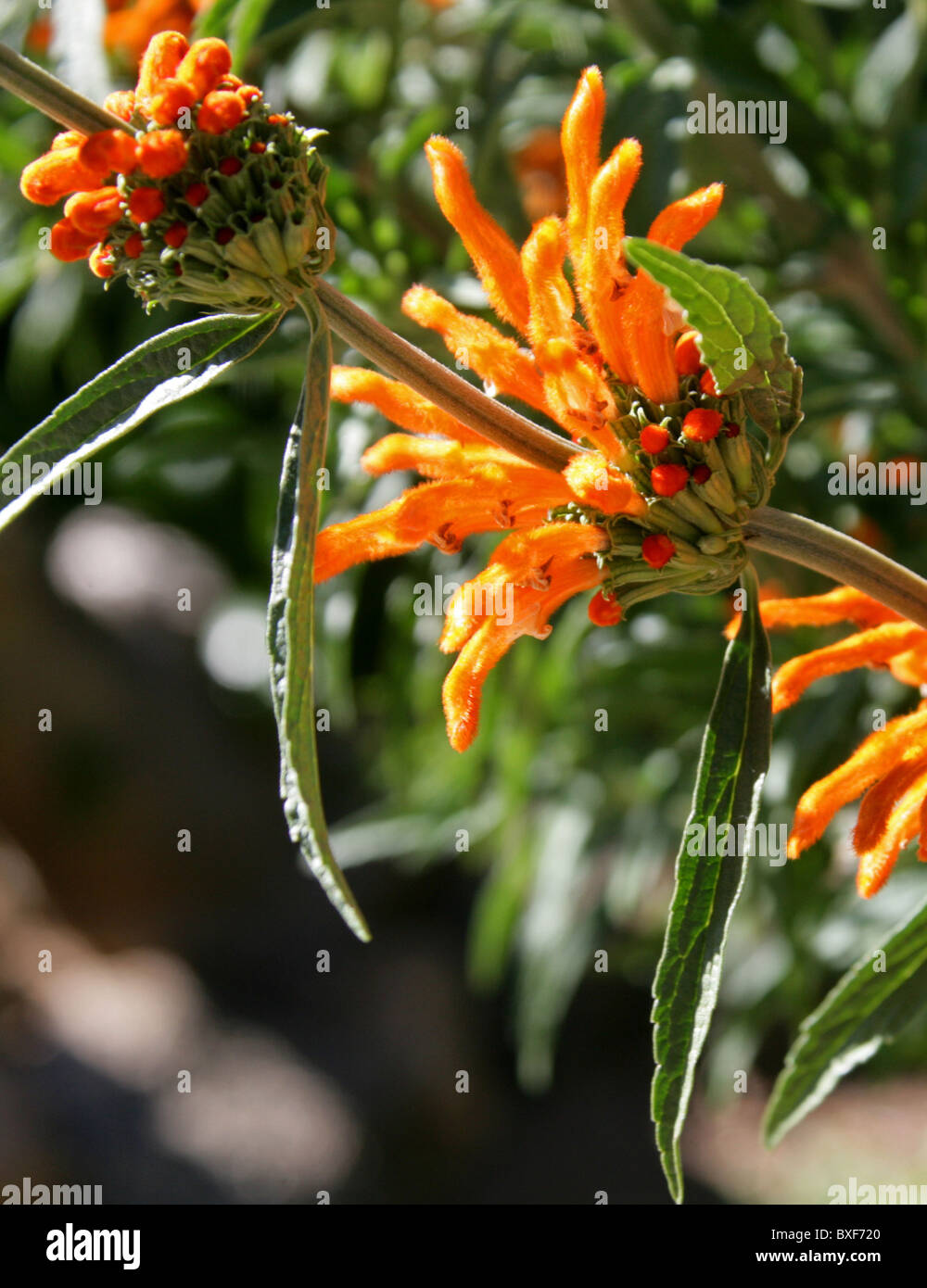 Lion es Tail oder Wild Dagga, Heilkunst Leonorus, Lamiaceae. Western Cape, Südafrika. Stockfoto