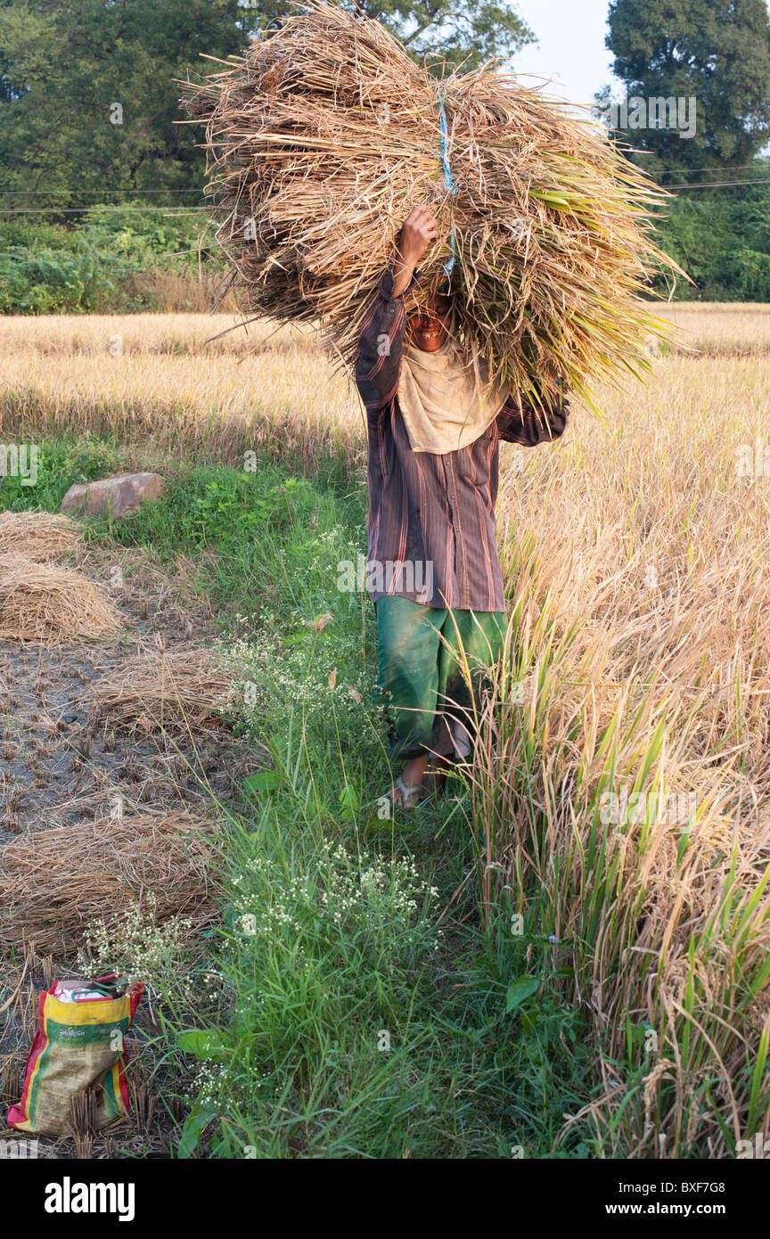 Indische Frau, die die Ernte die Ernte von Reis auf dem Kopf. Andhra Pradesh, Indien Stockfoto