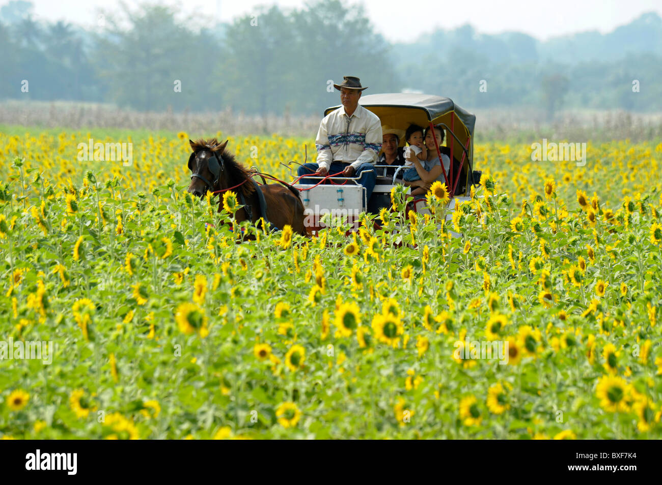 Warenkorb Ausritt durch die Sonnenblumenfelder von Lopburi, thailand Stockfoto
