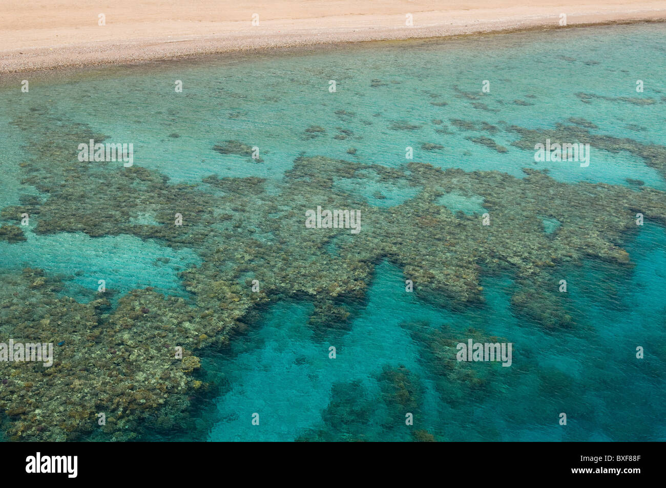 Korallenriff im Roten Meer in Eilat Israel Stockfoto