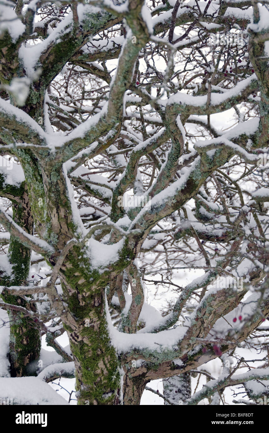 Eine schneebedeckte Weißdorn Baum Stockfoto