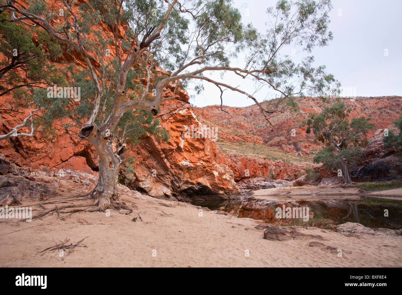 Wasserloch neben roten Felsen, Ormiston Gorge, Northern Territory, West Macdonnell National Park, Alice Springs Stockfoto