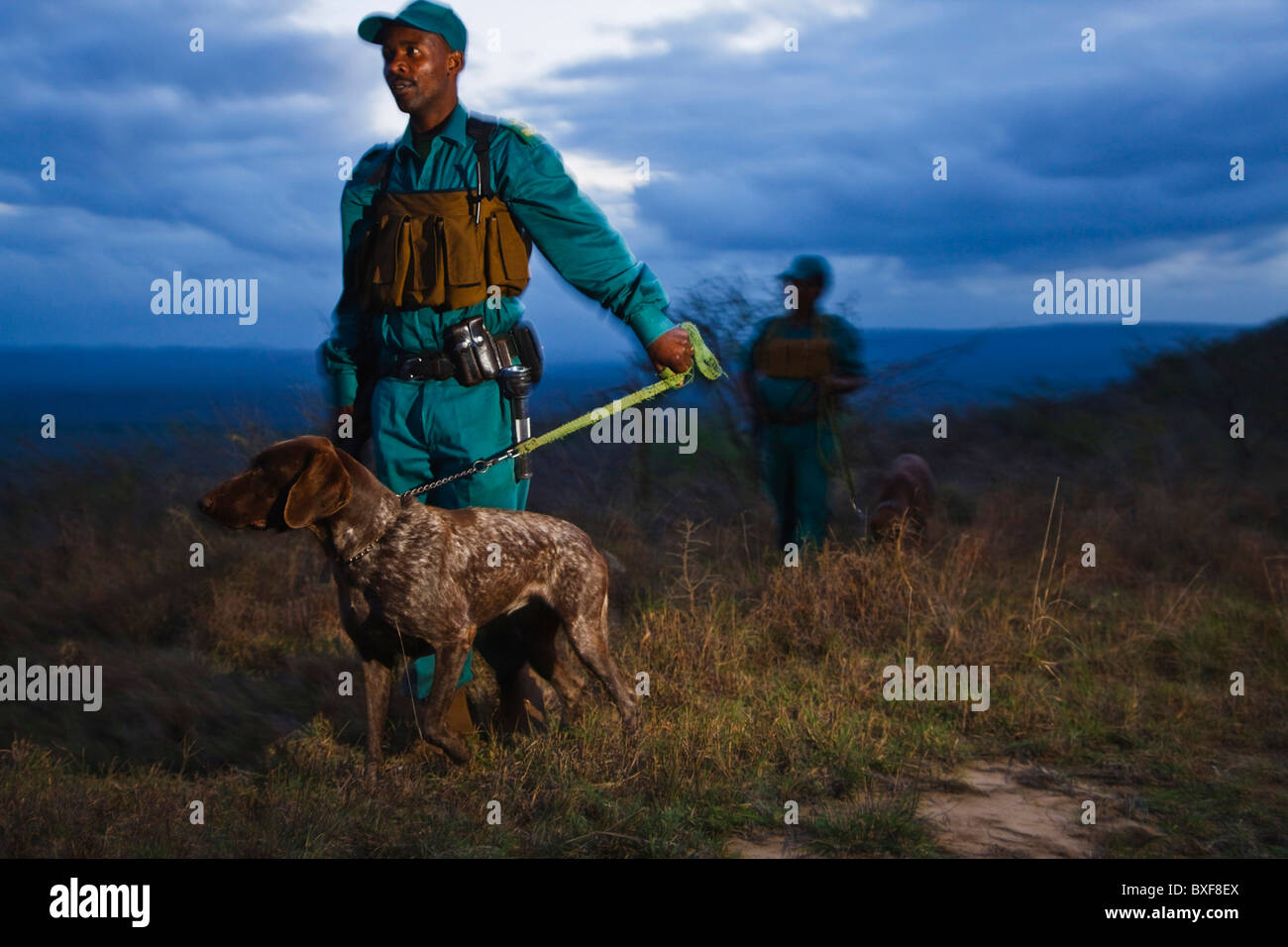 Anti-Wilderer-Einheit auf Patrouille mit Hunden. Hluhluwe-Umfolozi Game Reserve. KwaZulu Natal. Südafrika. Stockfoto