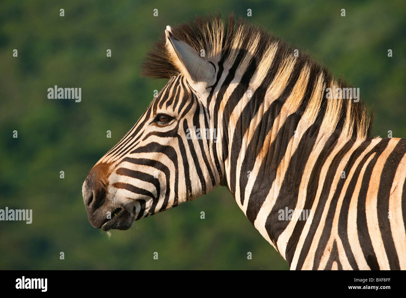 Burchells Zebra (Equus Burchelli), Porträt von Erwachsenen. Stockfoto