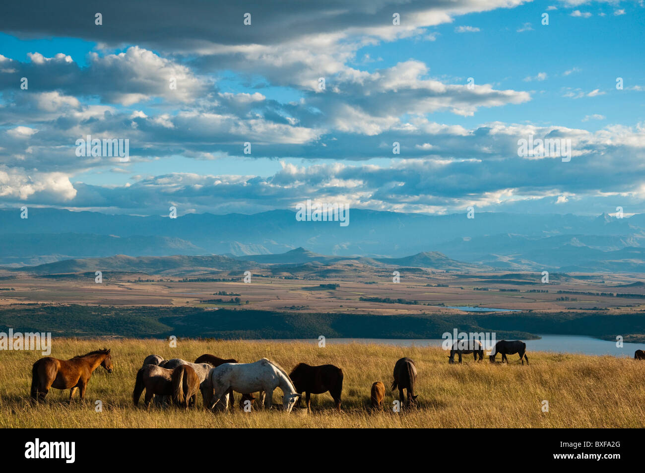Pferde am Spioenkop Schlachtfeld mit Spioenkop Dam und der Ukhahlamba Drakensberg Park im Hintergrund Stockfoto