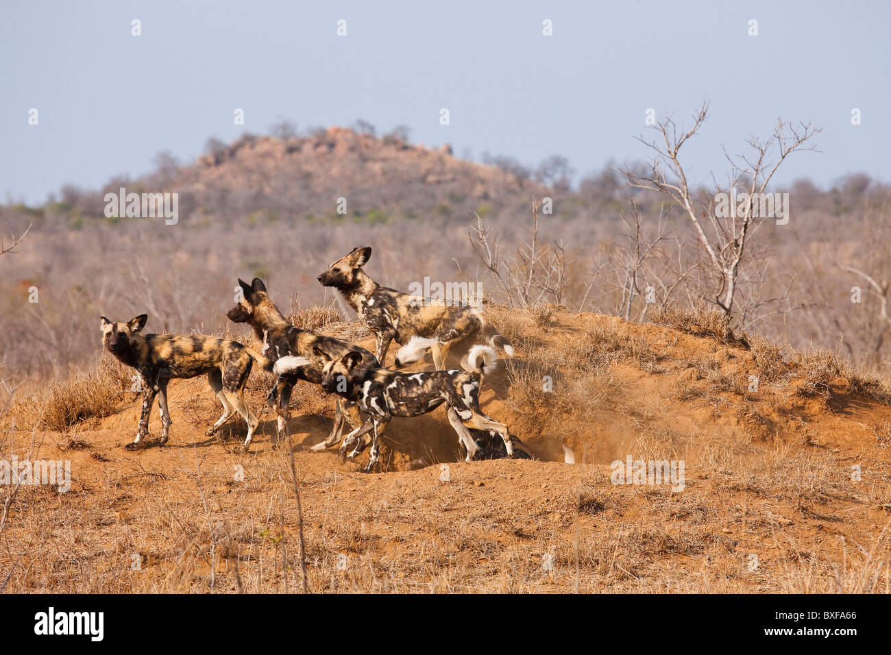 Wildhund (LYKAON Pictus). Packen Sie an Den. Manyeleti Game Reserve. Limpopo Provinz. Südafrika. Stockfoto