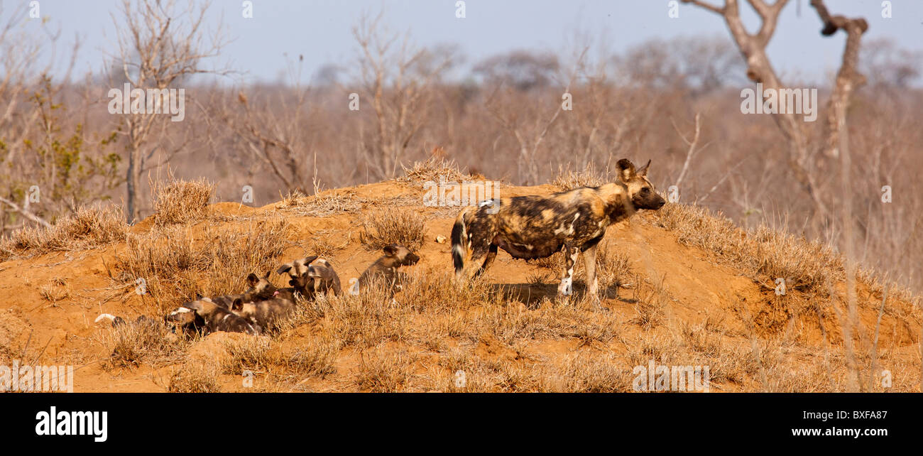 Wildhund (LYKAON Pictus). Frau mit Welpen an Den. Krüger-Nationalpark. Mpumalanga. Südafrika. Stockfoto