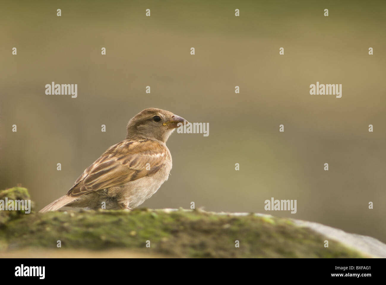 Porträt eines Hausspatzes (Passer domesticus) auf einem moosigen Felsen auf den Azoren, mit feinem Gefieder und charakteristischer Passerine-Featur Stockfoto