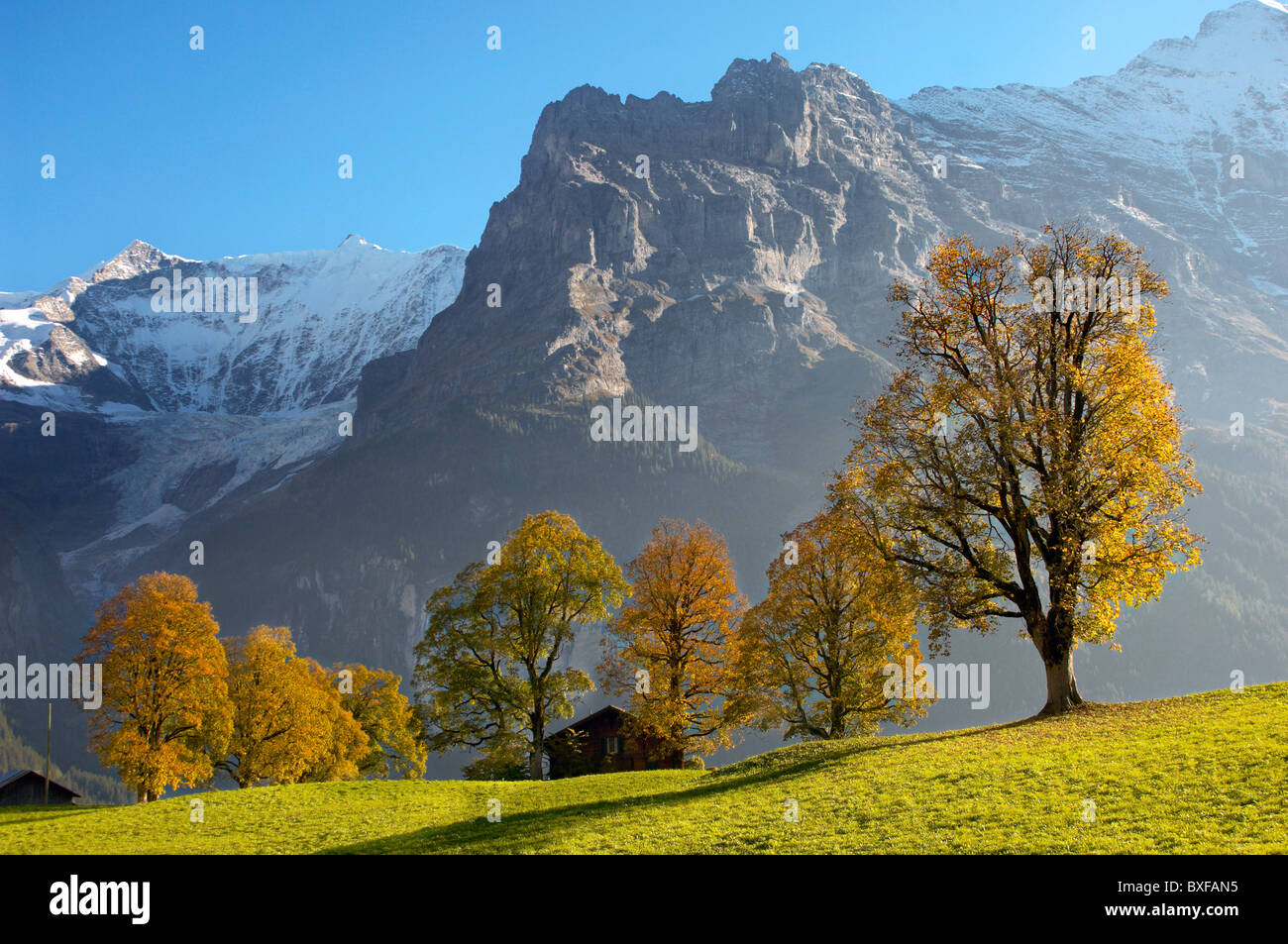Herbstliche Bäume in den Schweizer Alpen, Grindelwald, Schweiz Stockfoto