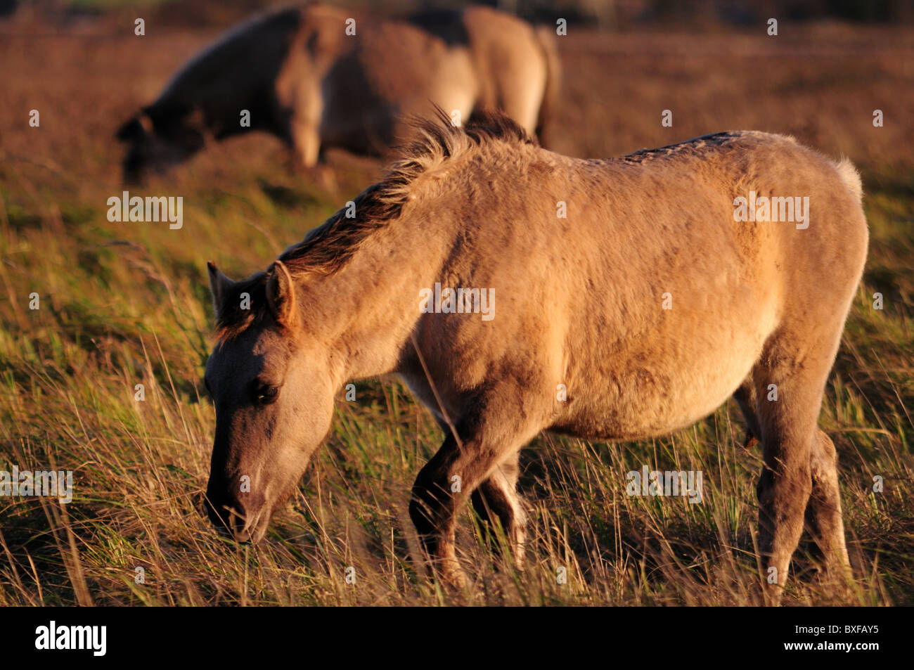 Konik Ponys bei Wicken Fen Cambridgeshire Stockfoto