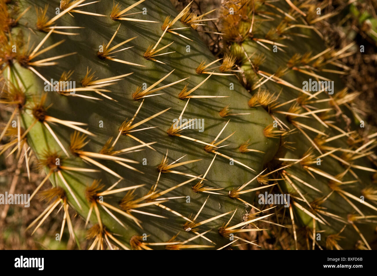Kaktus Opuntia Ficus-Indica Mill. Herkunft Mexiko, Park Borely, Marseille, Frankreich Stockfoto
