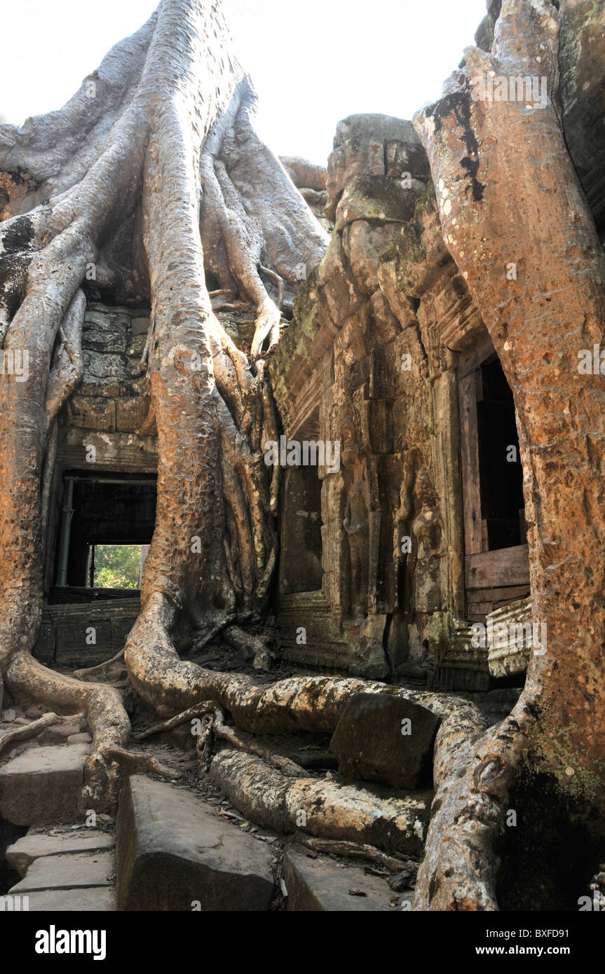 Baum verrottet überwuchert von der Tempelanlage von Ta Prohm, Angkor, Siem Reap, Kambodscha Stockfoto