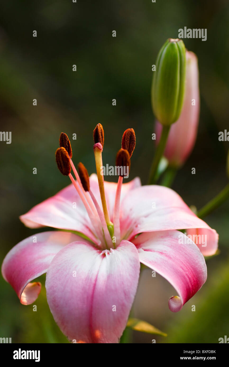 Nahaufnahme von einem rosa Taglilien. Familie: Hemerocallidaceae, Gattung: Hemerocallis. Südafrika. Stockfoto