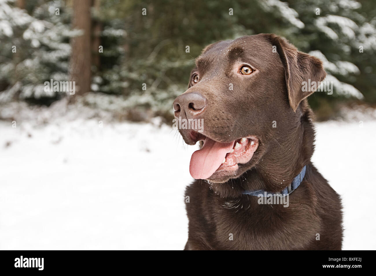 Profil-Schuss eines Erwachsenen Chocolate Labrador in Thetford Wald im Winter Stockfoto