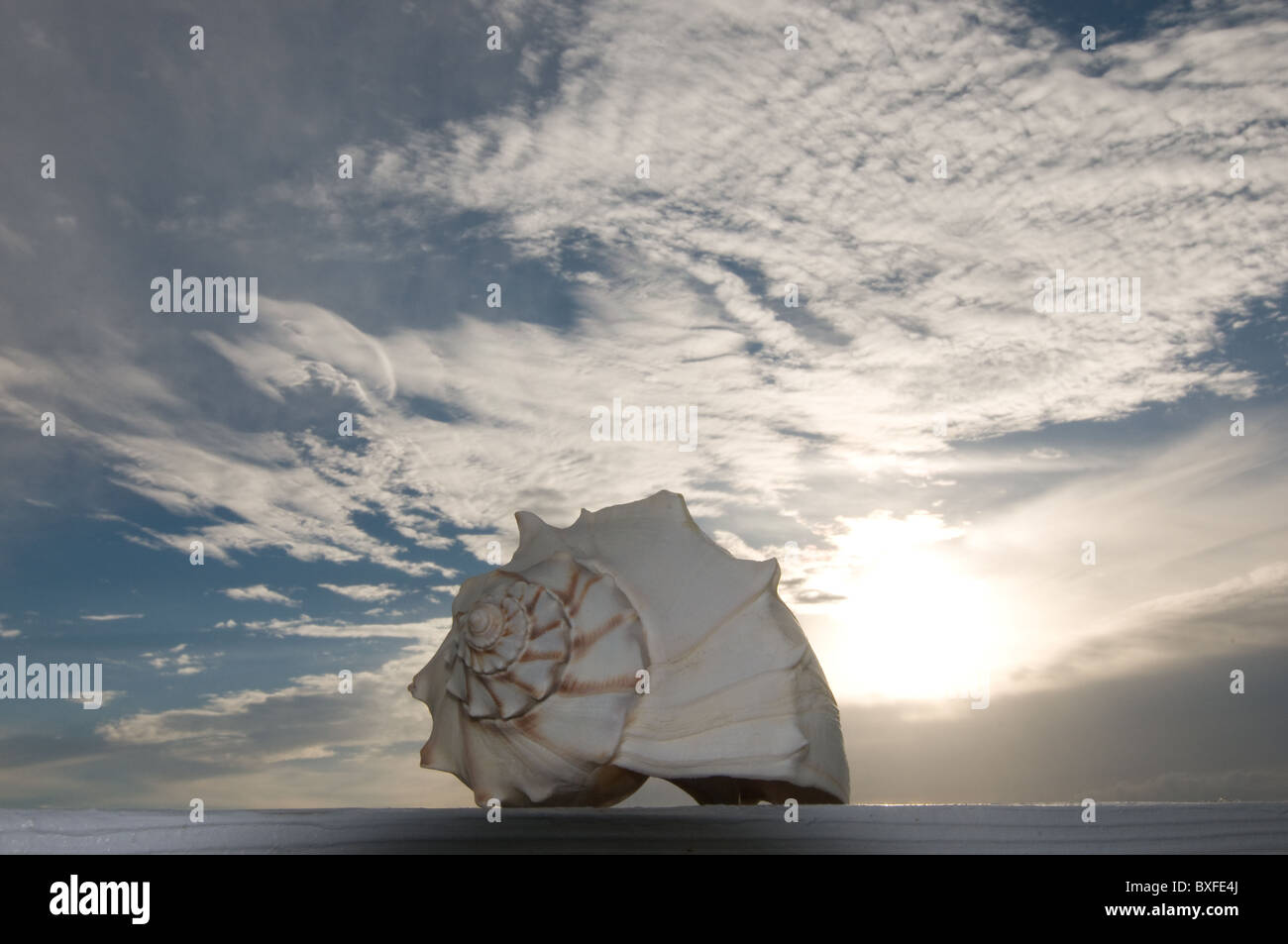 Große Muschel l bei Sonnenaufgang mit blauem Himmel und weißen Wolken Stockfoto